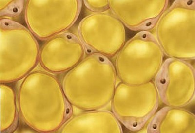 kwasy omega-3 w sklepie drlucas.com.pl